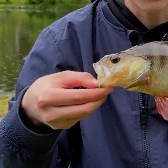 European perch caught on Fishbrain