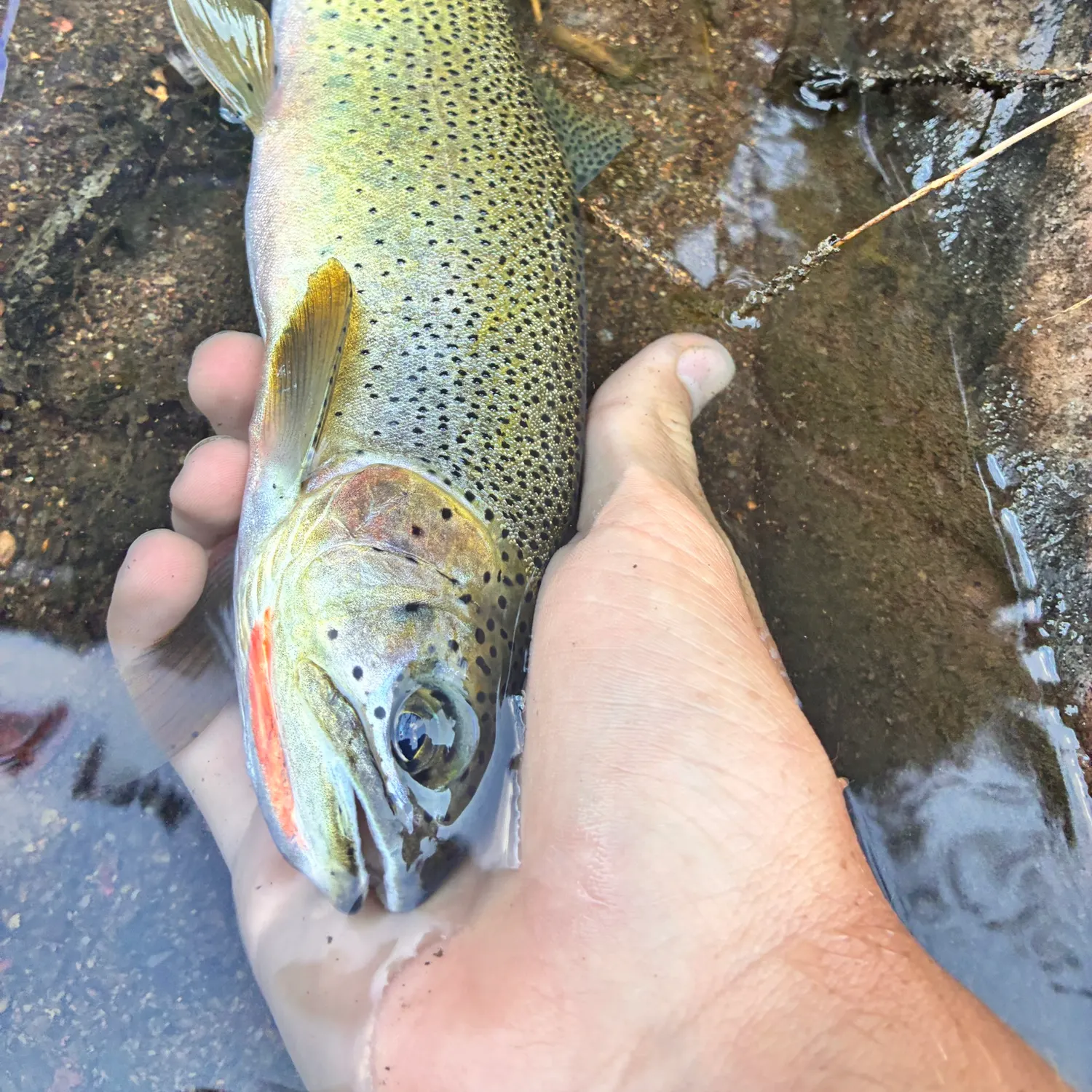 Westslope cutthroat trout caught on Fishbrain