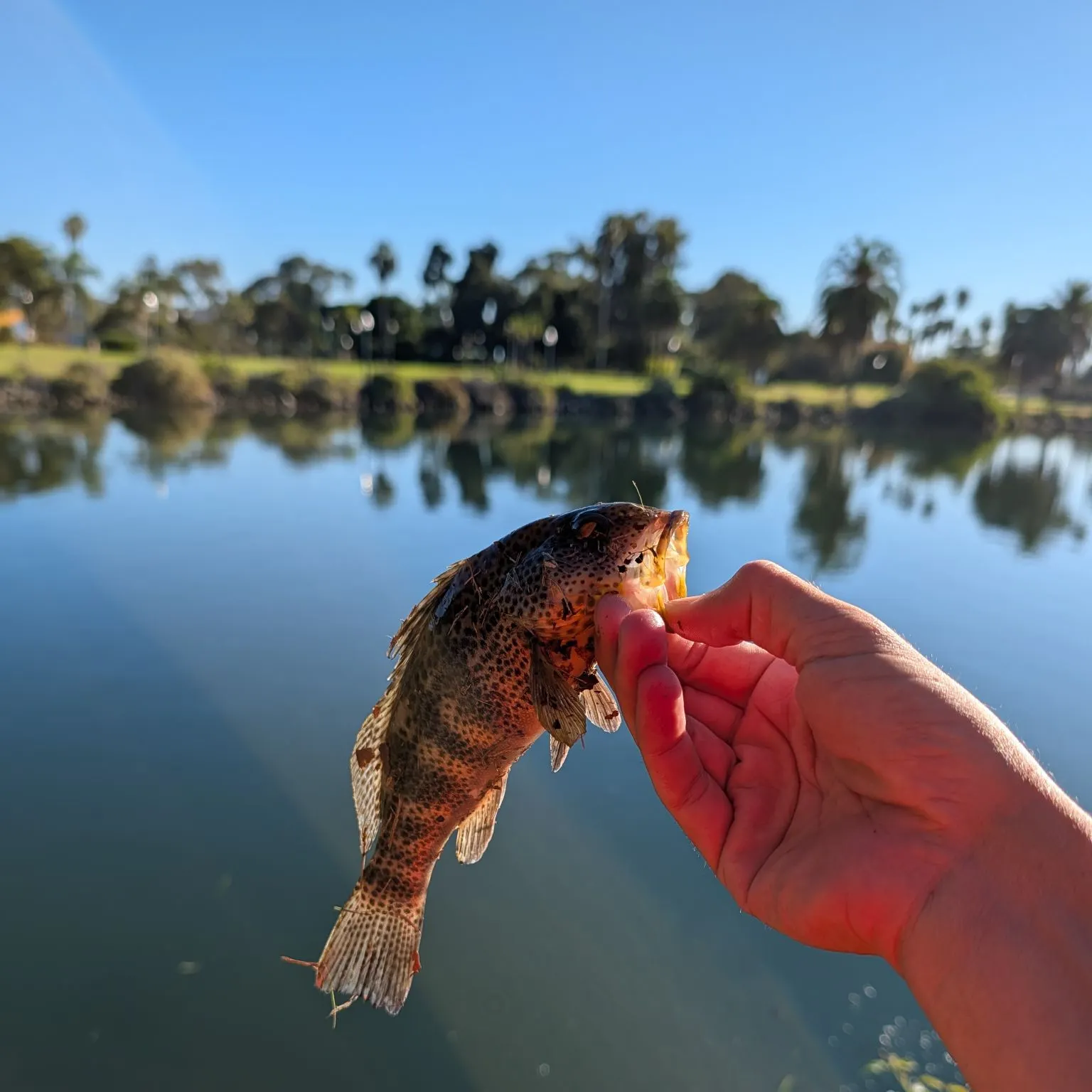 Spotted sand bass caught on Fishbrain