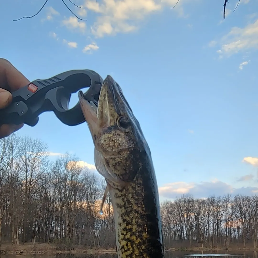 The most recent Grass pickerel catches on Fishbrain