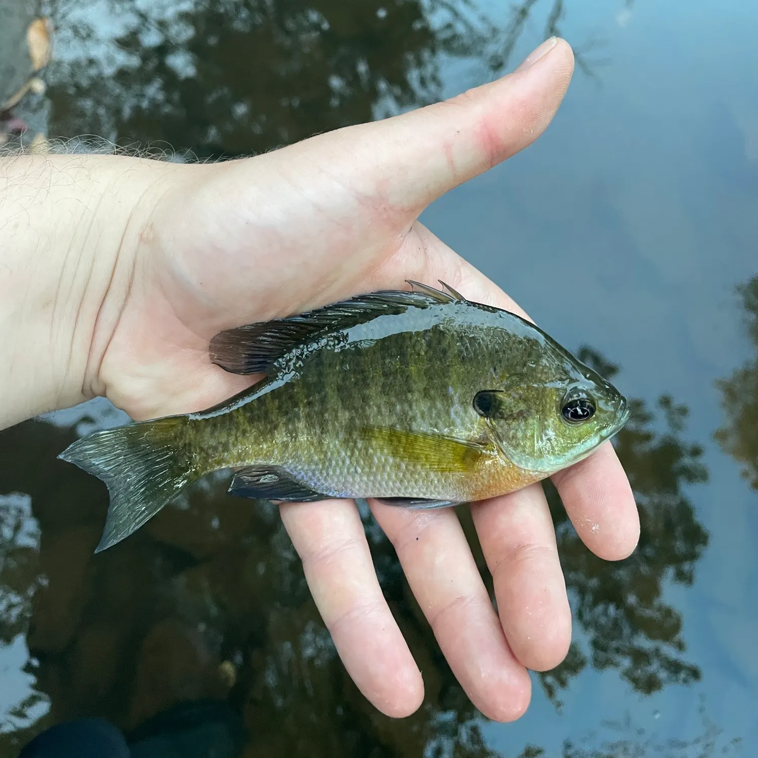 Bluegill caught on Fishbrain