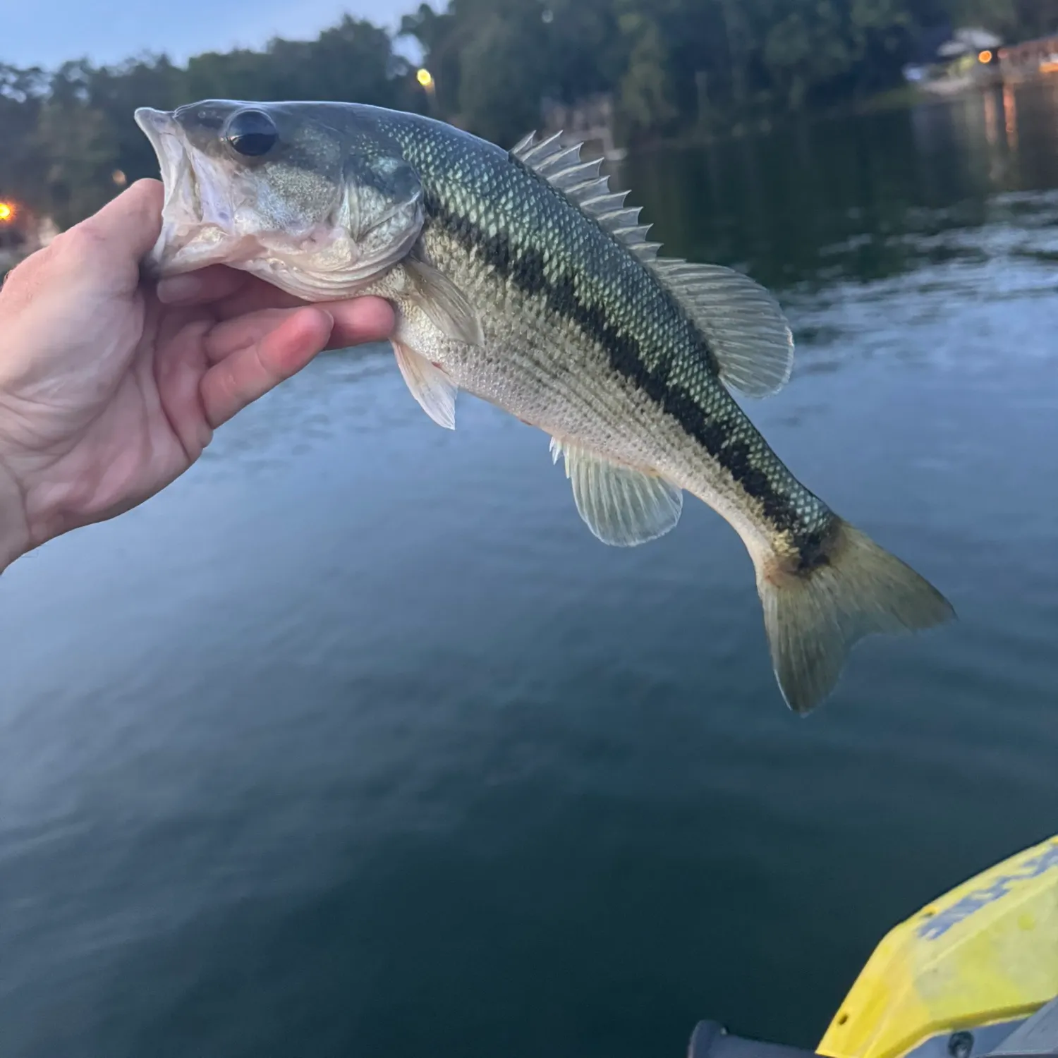 Spotted bass caught on Fishbrain