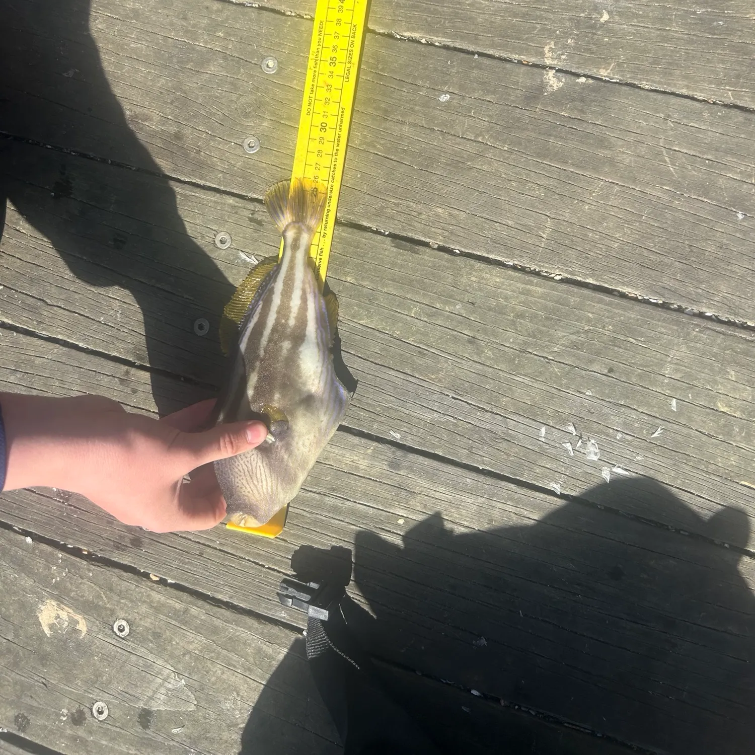 The most recent Yellowfin leatherjacket catches on Fishbrain