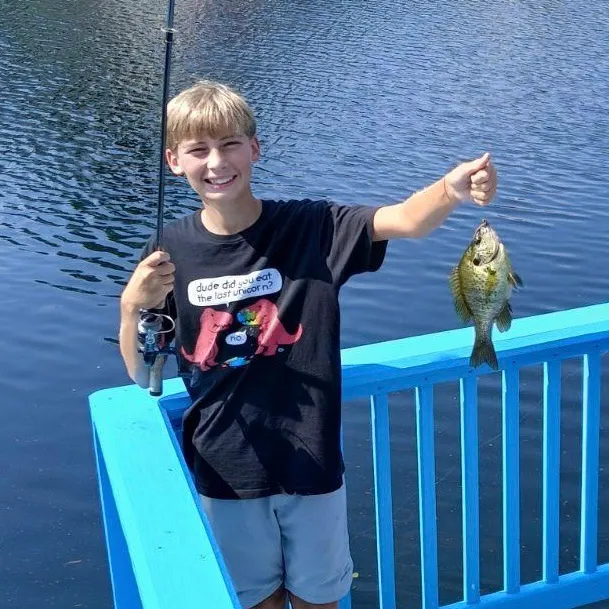 The most recent Bluegill catches on Fishbrain
