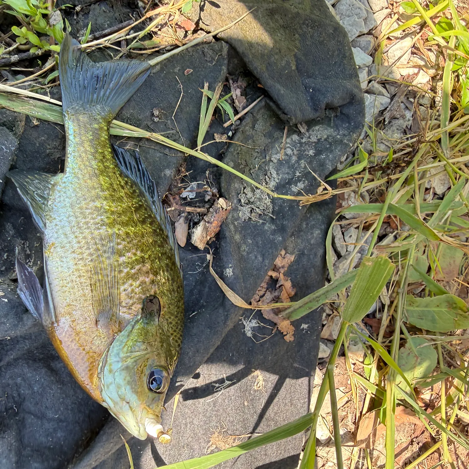 Bluegill caught on Fishbrain