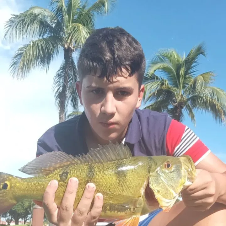 Butterfly peacock bass caught on Fishbrain
