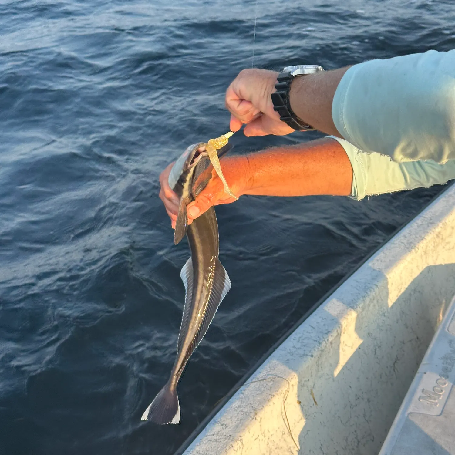 The most recent Common remora catches on Fishbrain
