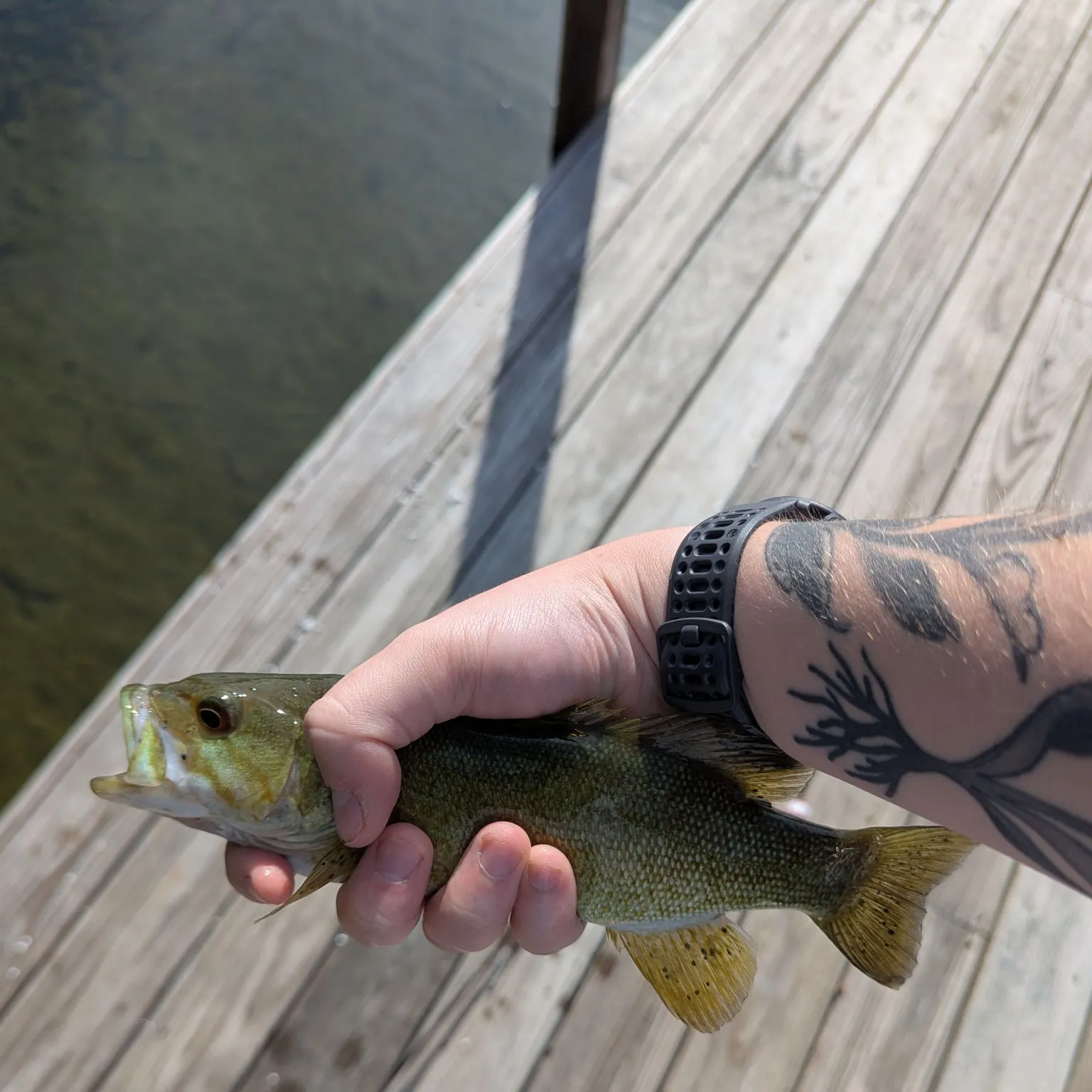 recently logged catches