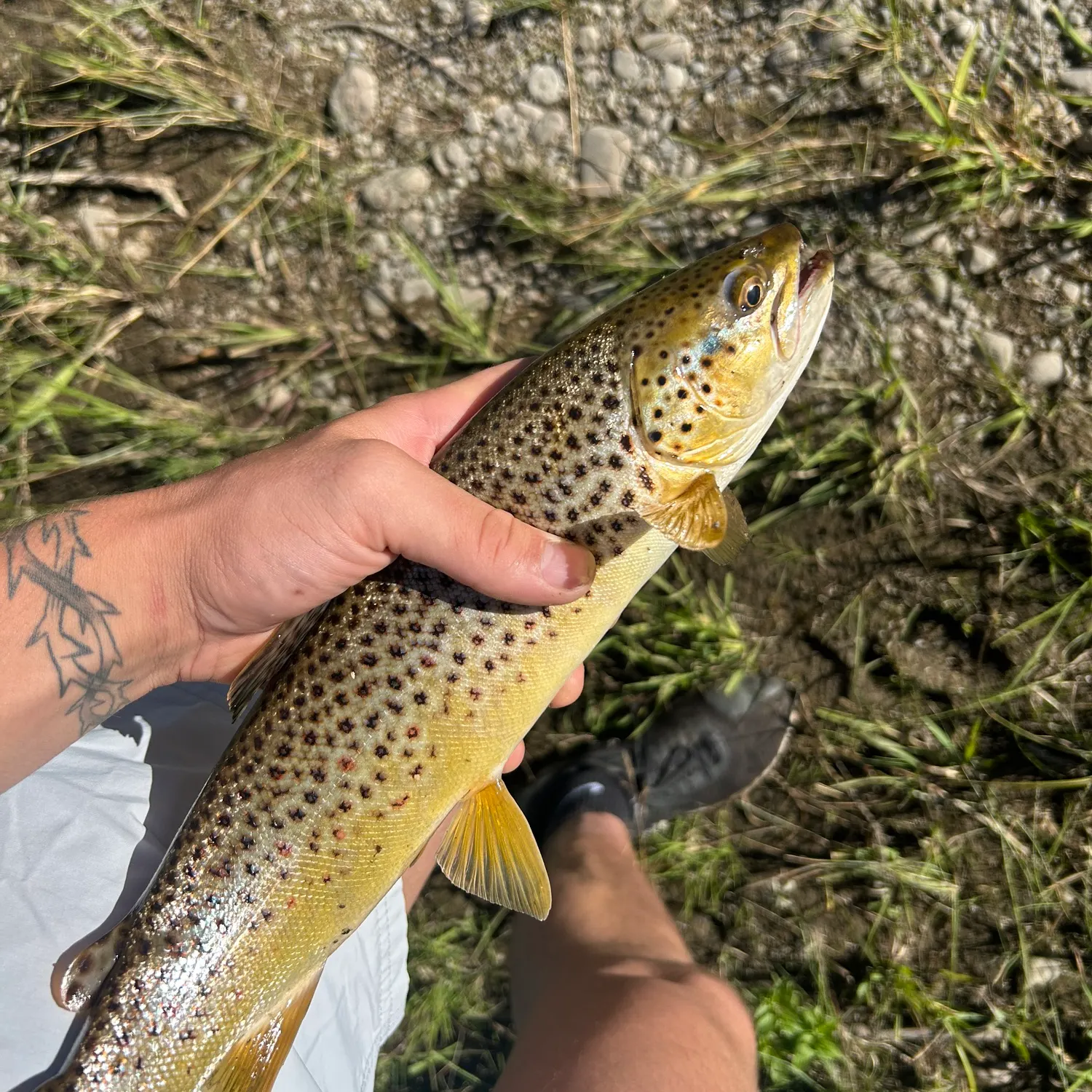 Brown trout caught on Fishbrain