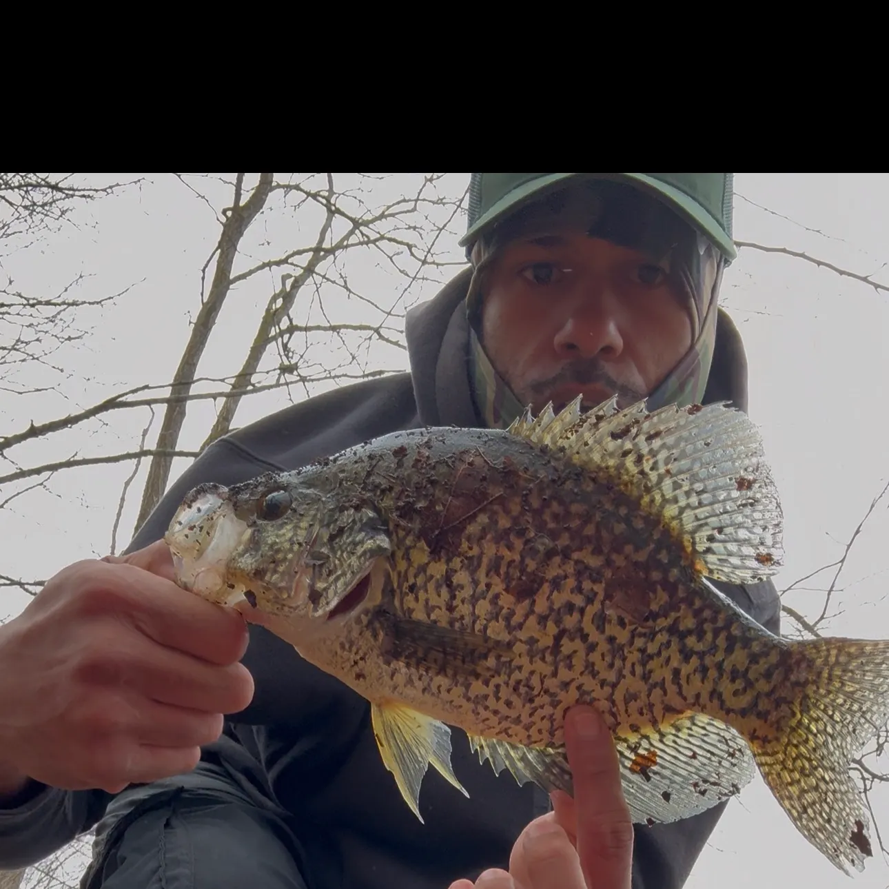 Black crappie caught on Fishbrain