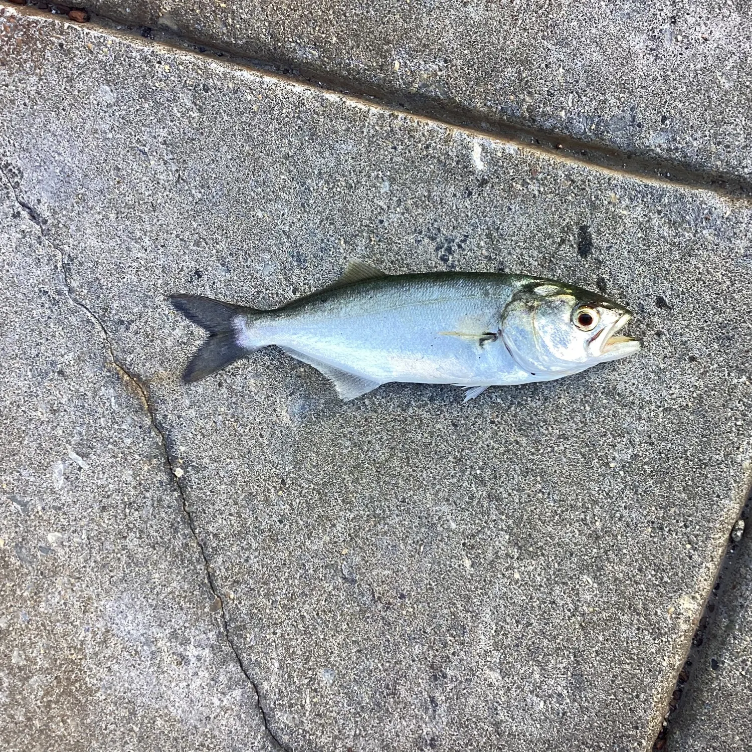Bluefish caught on Fishbrain