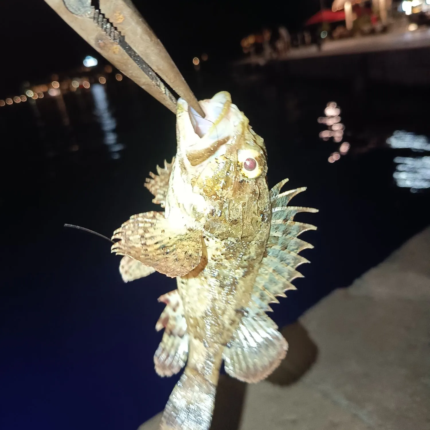 The most recent Black scorpionfish catches on Fishbrain