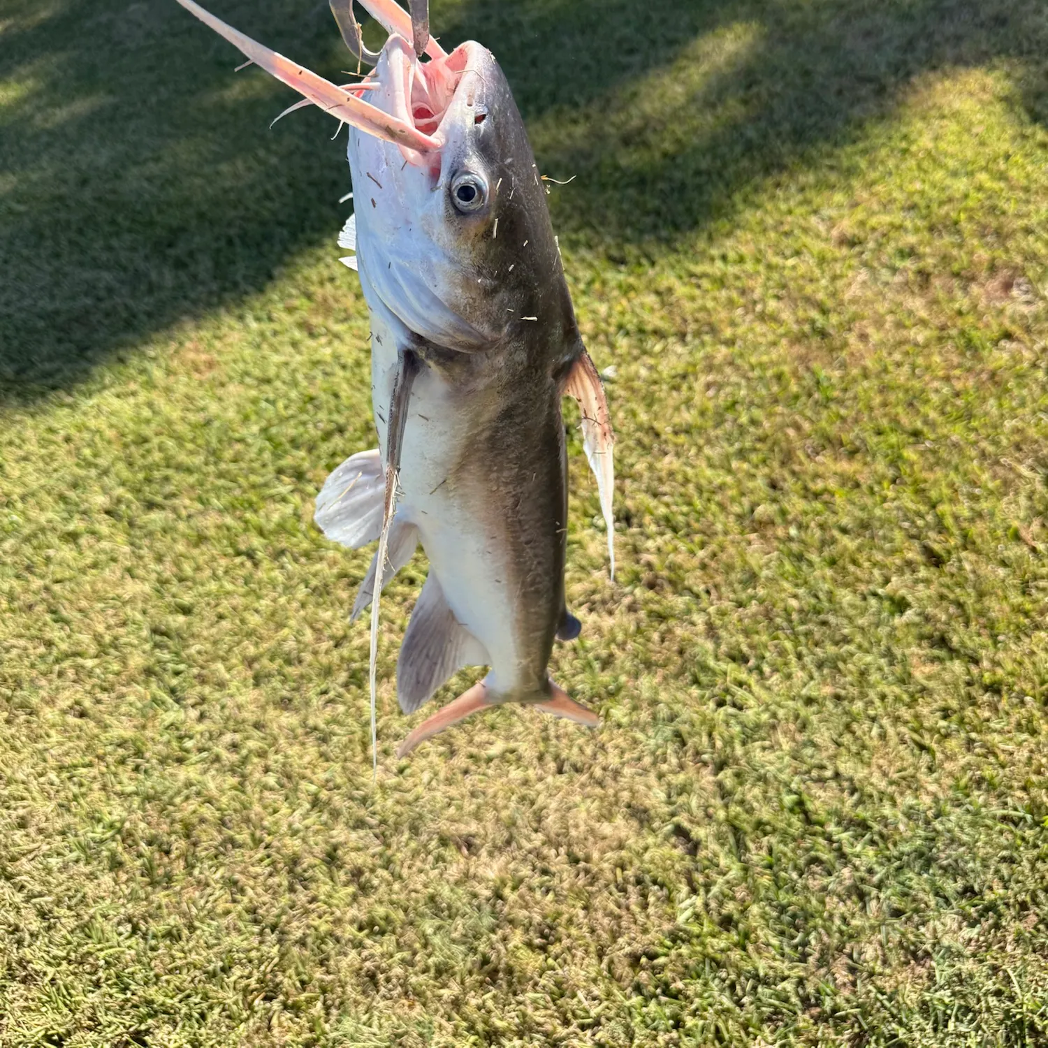 Gafftopsail sea catfish caught on Fishbrain