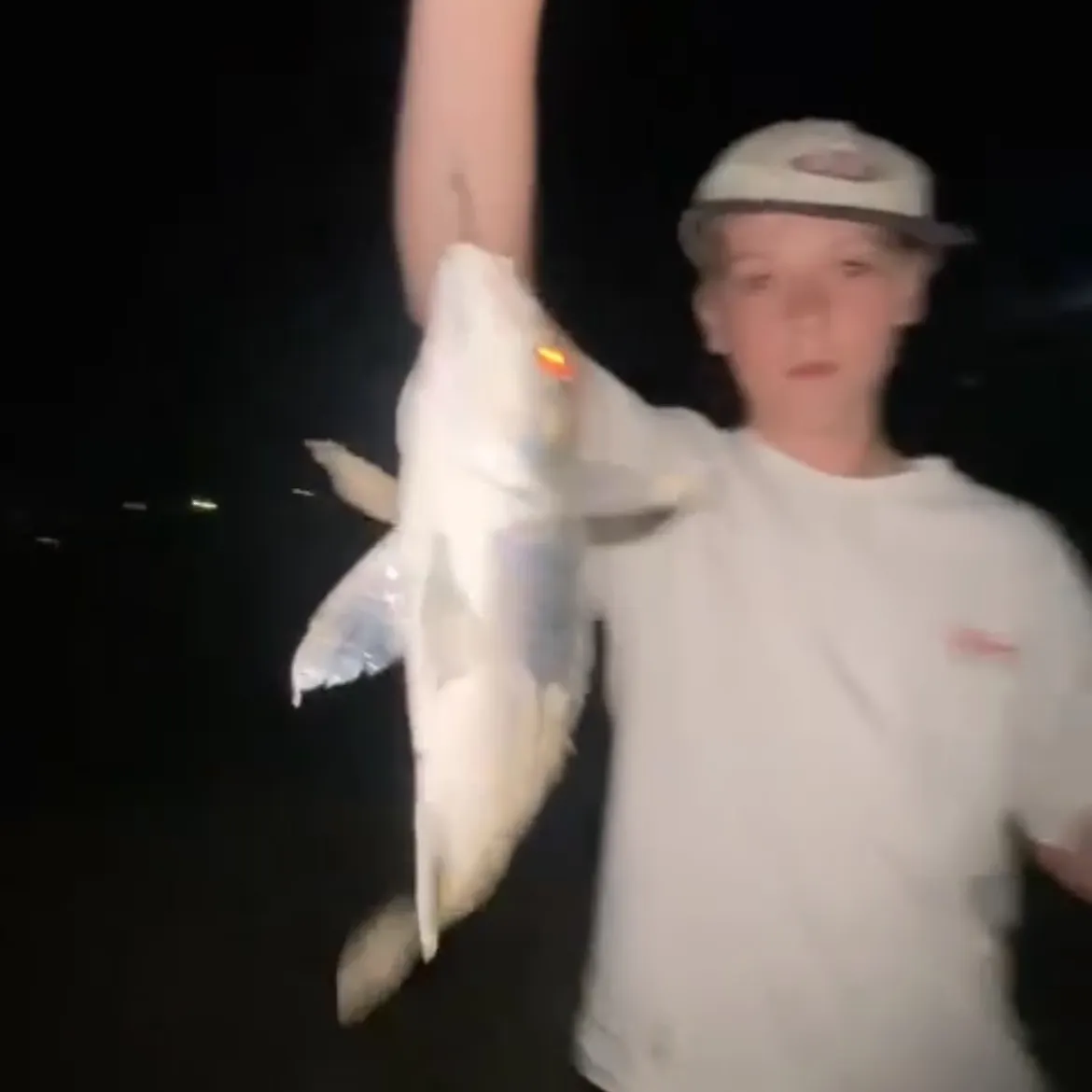 Surf bream caught on Fishbrain