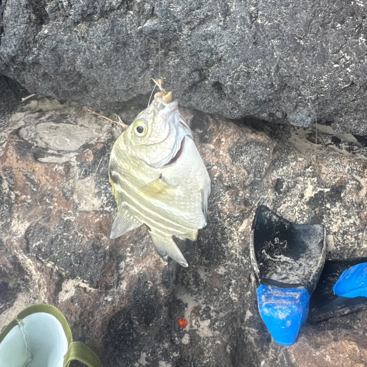 The most recent Blackspot sergeant catches on Fishbrain