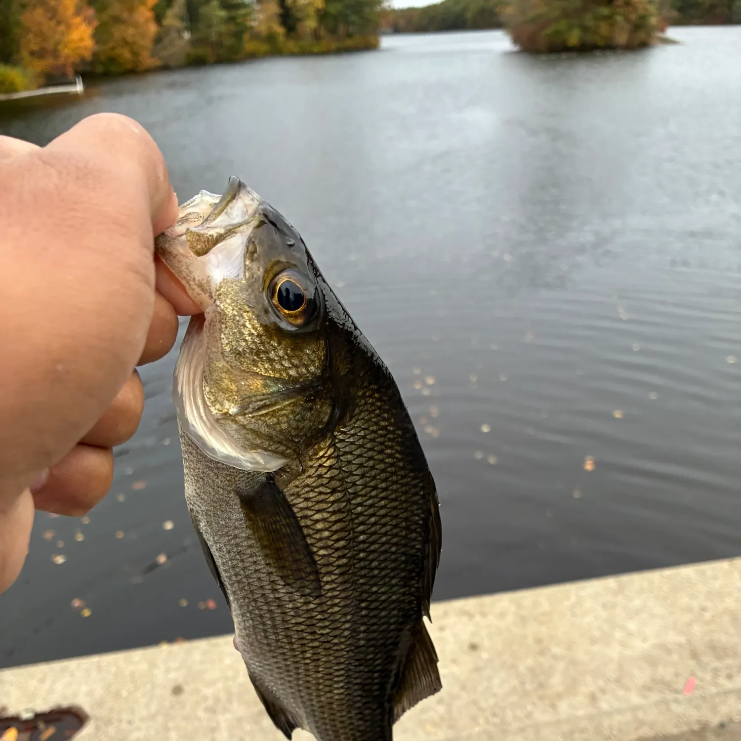 White perch caught on Fishbrain