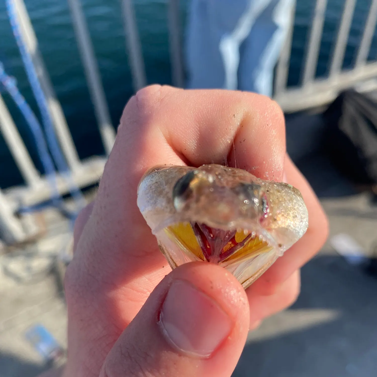 The most recent Inshore lizardfish catches on Fishbrain