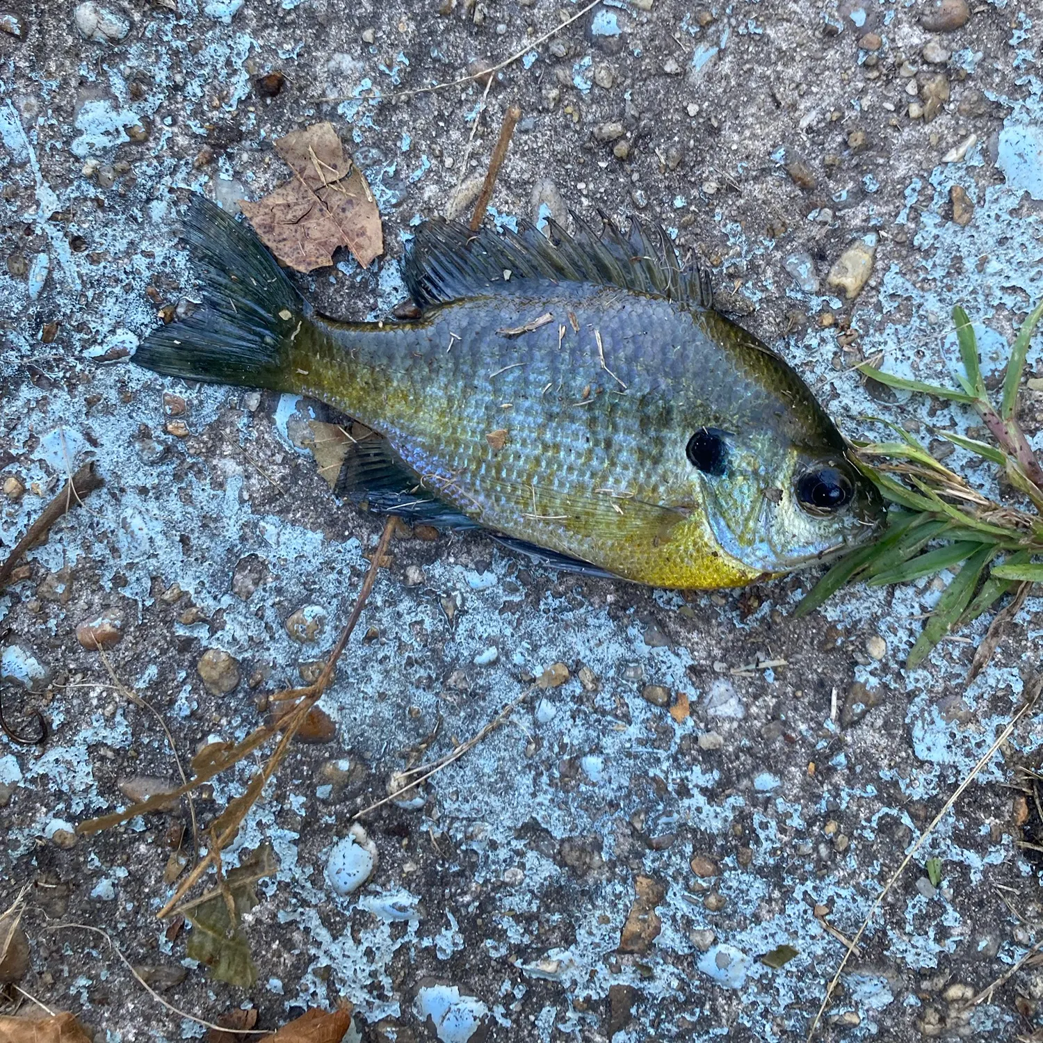 Fish caught on Fishbrain