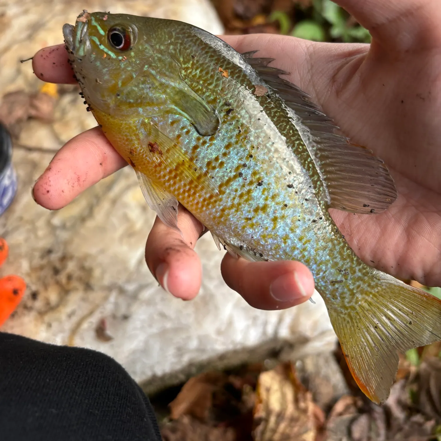 Redbreast sunfish caught on Fishbrain