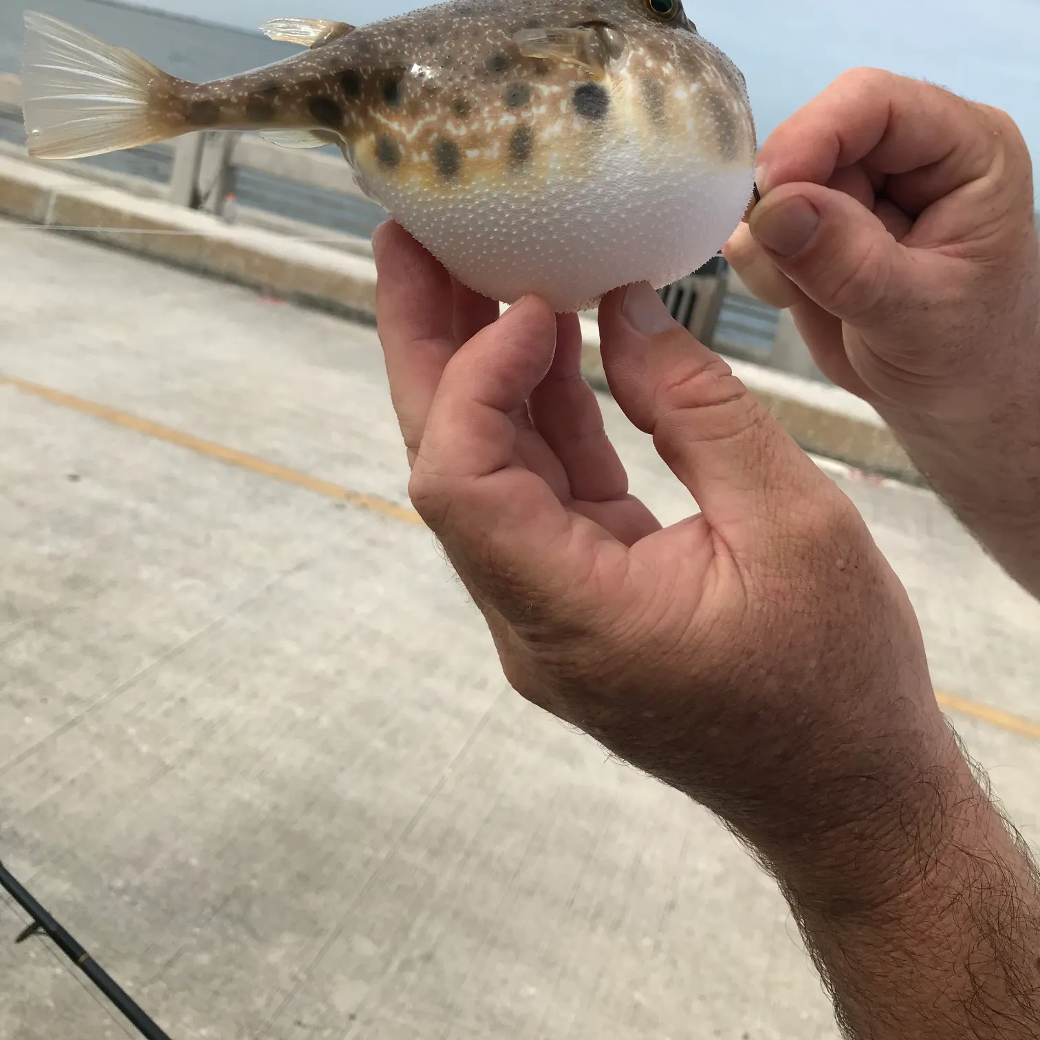 The most popular recent Southern puffer catch on Fishbrain