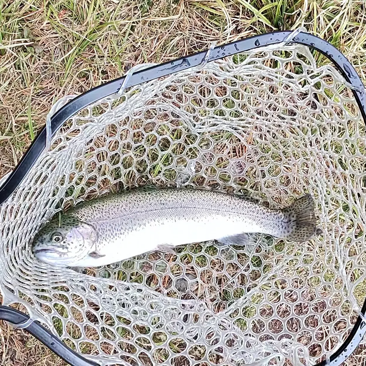 Rainbow trout caught on Fishbrain