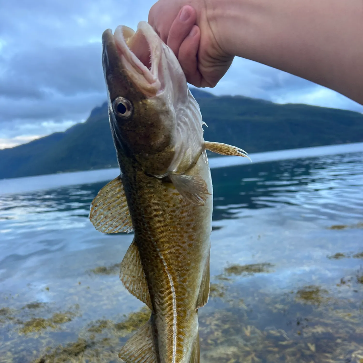 Atlantic pollock caught on Fishbrain