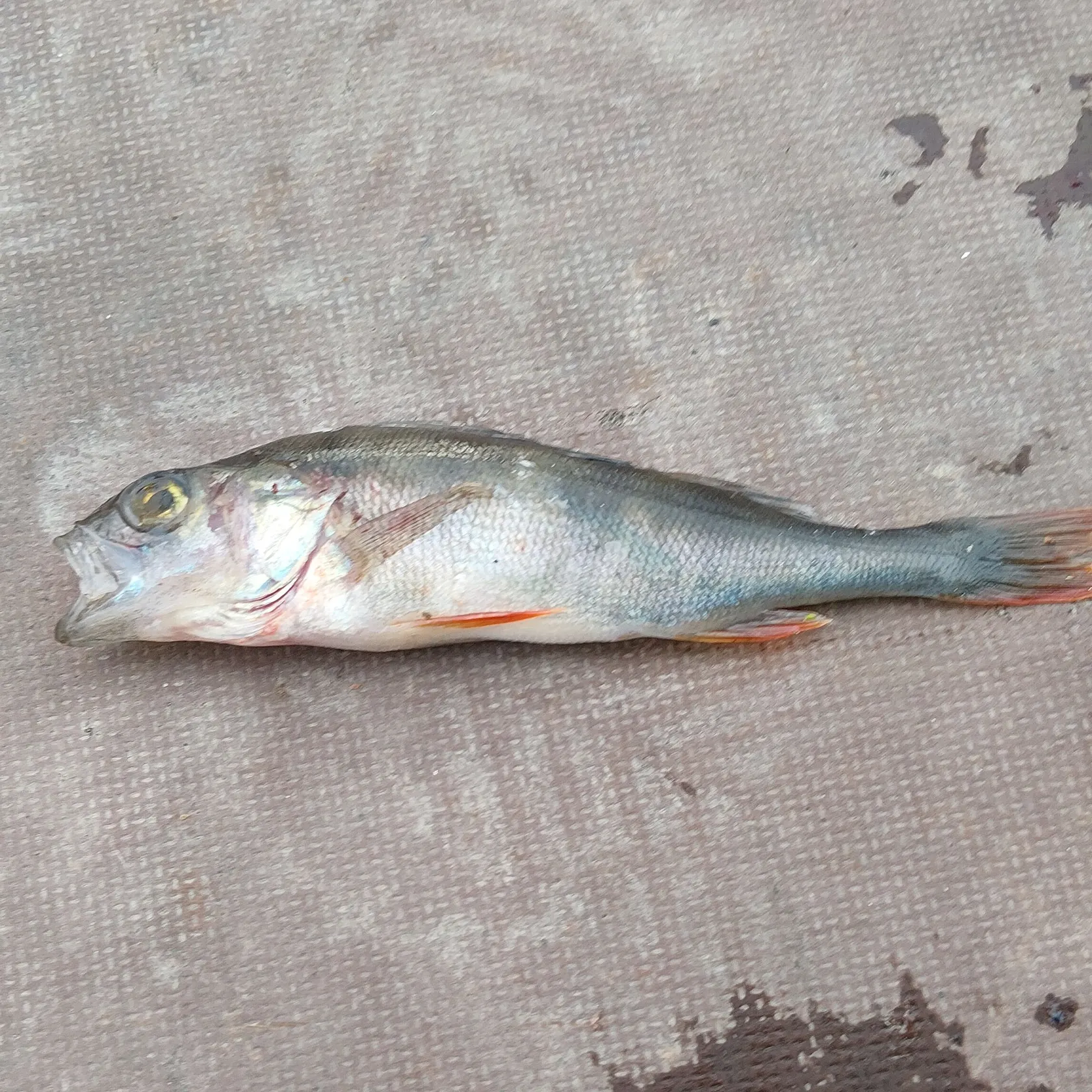 European perch caught on Fishbrain