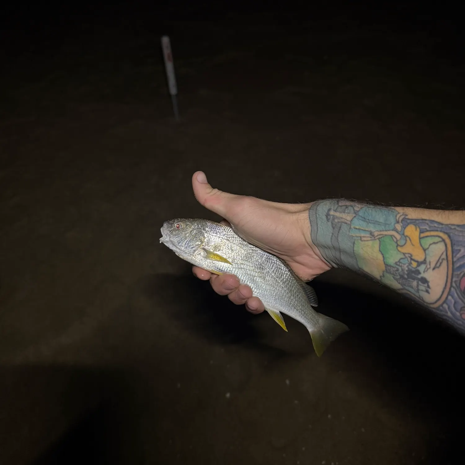 The most recent Yellowfin croaker catches on Fishbrain