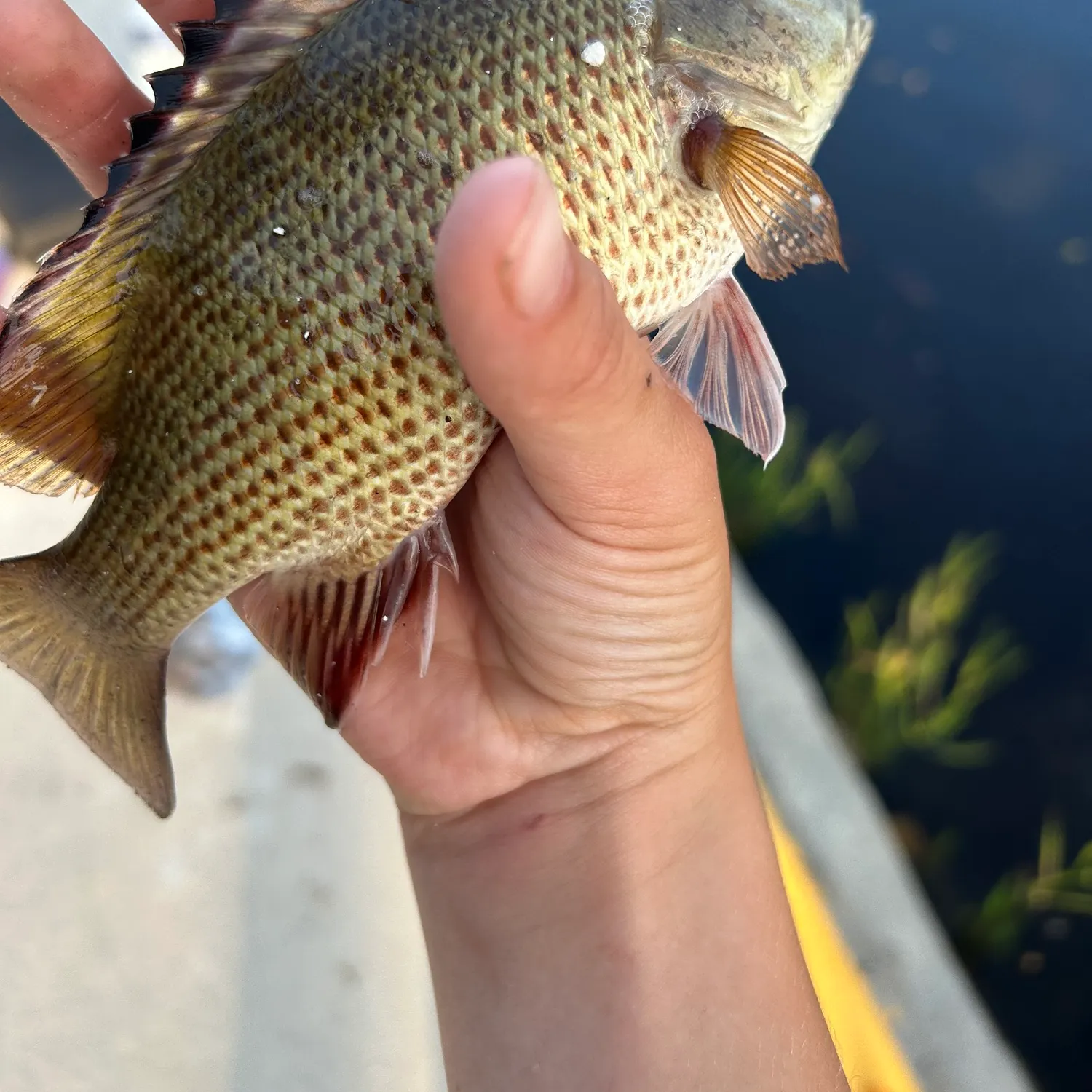 catch