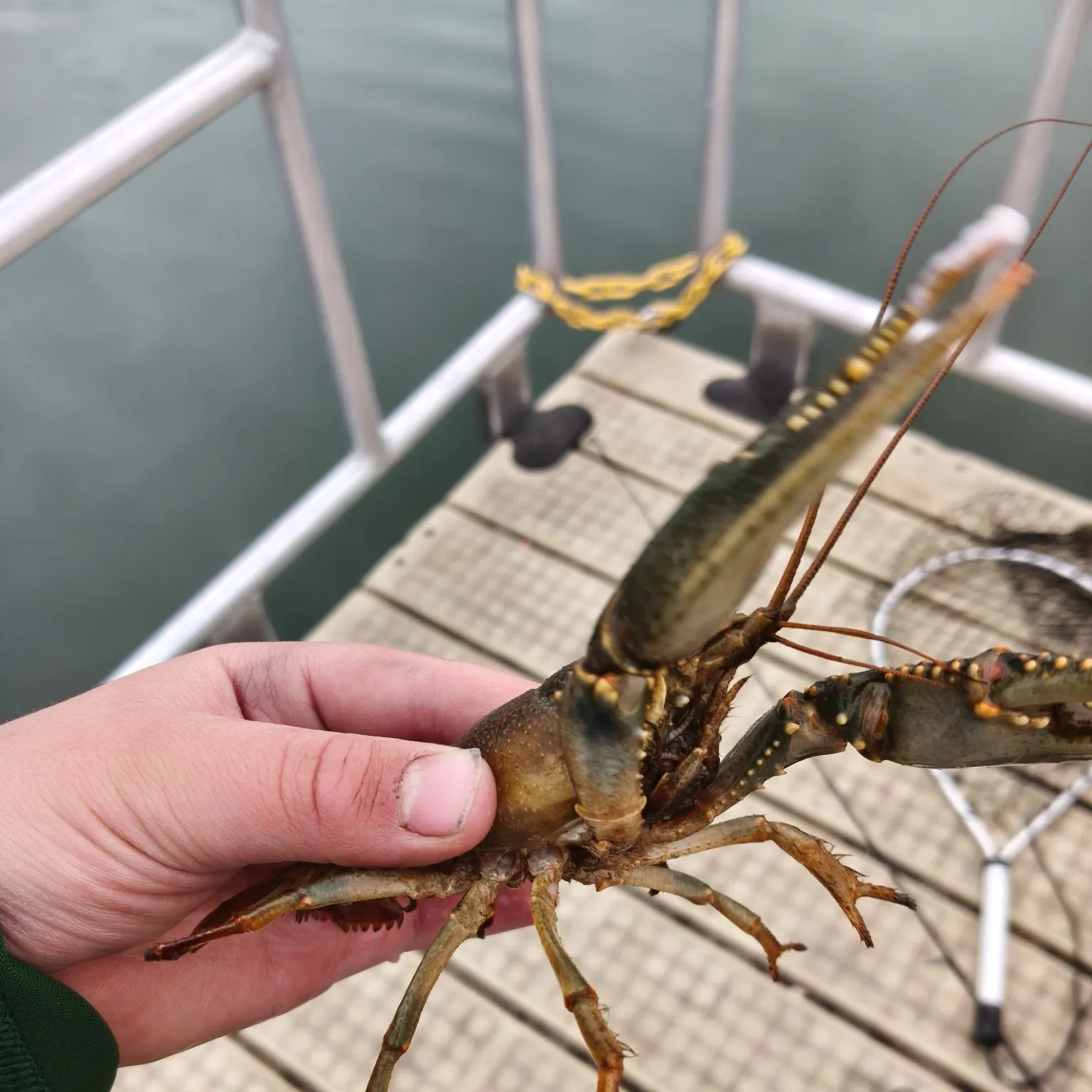 Virile crayfish caught on Fishbrain