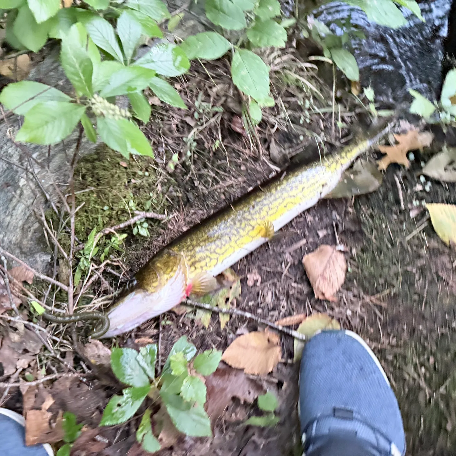 Chain pickerel caught on Fishbrain
