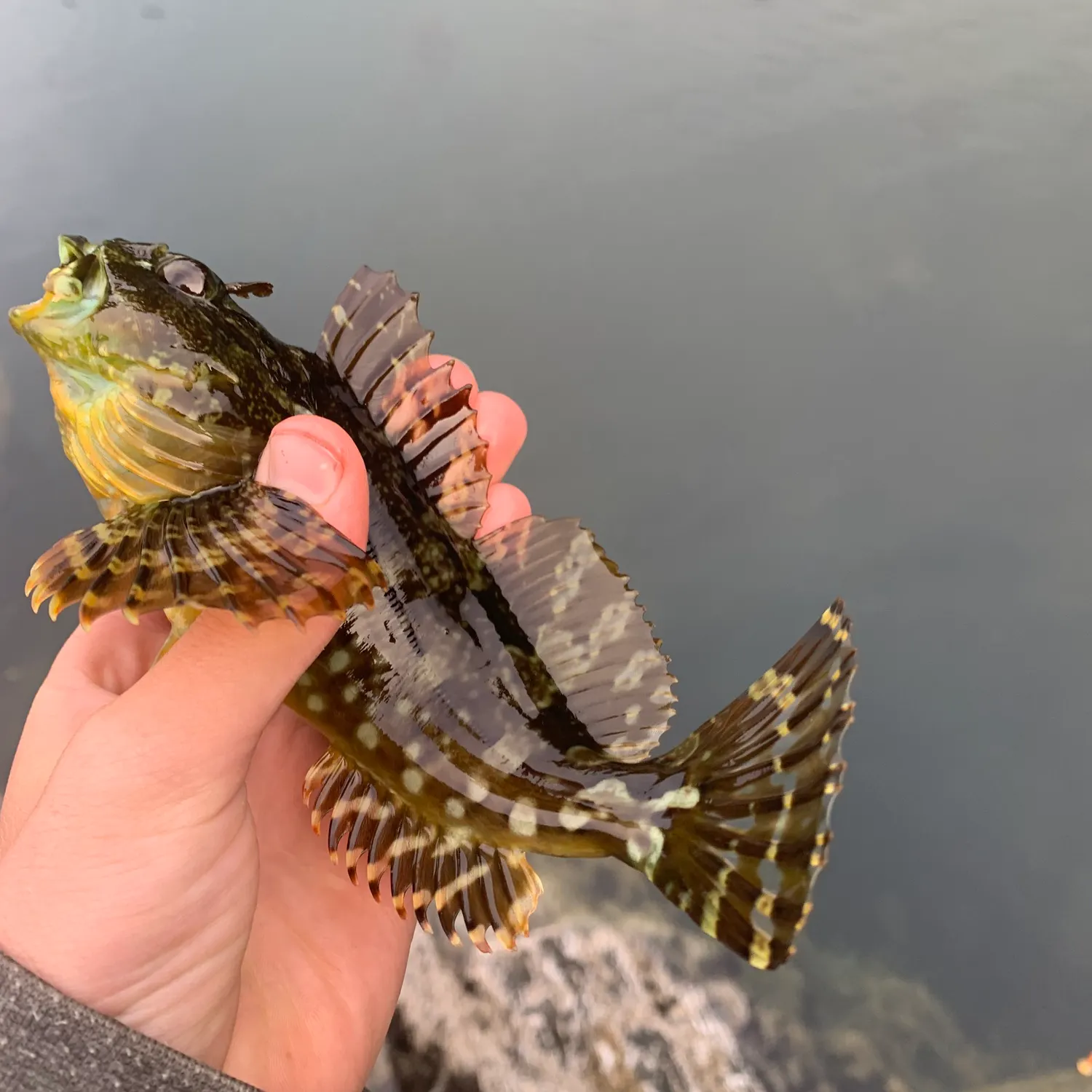 Cabezon caught on Fishbrain