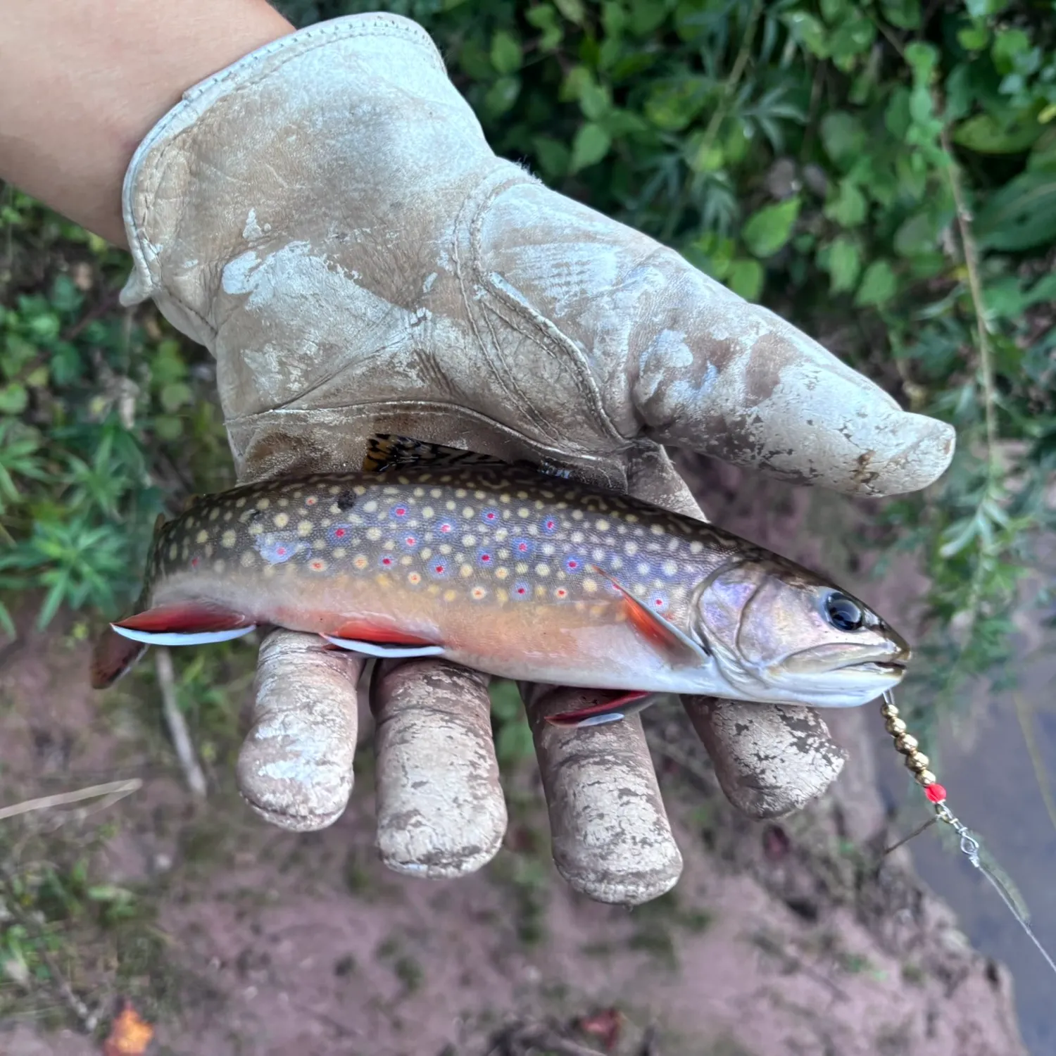 Brook trout caught on Fishbrain