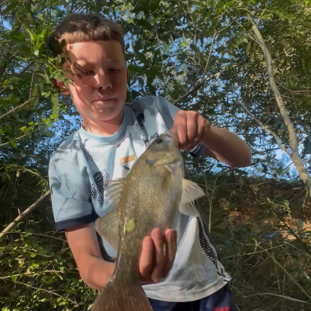 Australian bass caught on Fishbrain