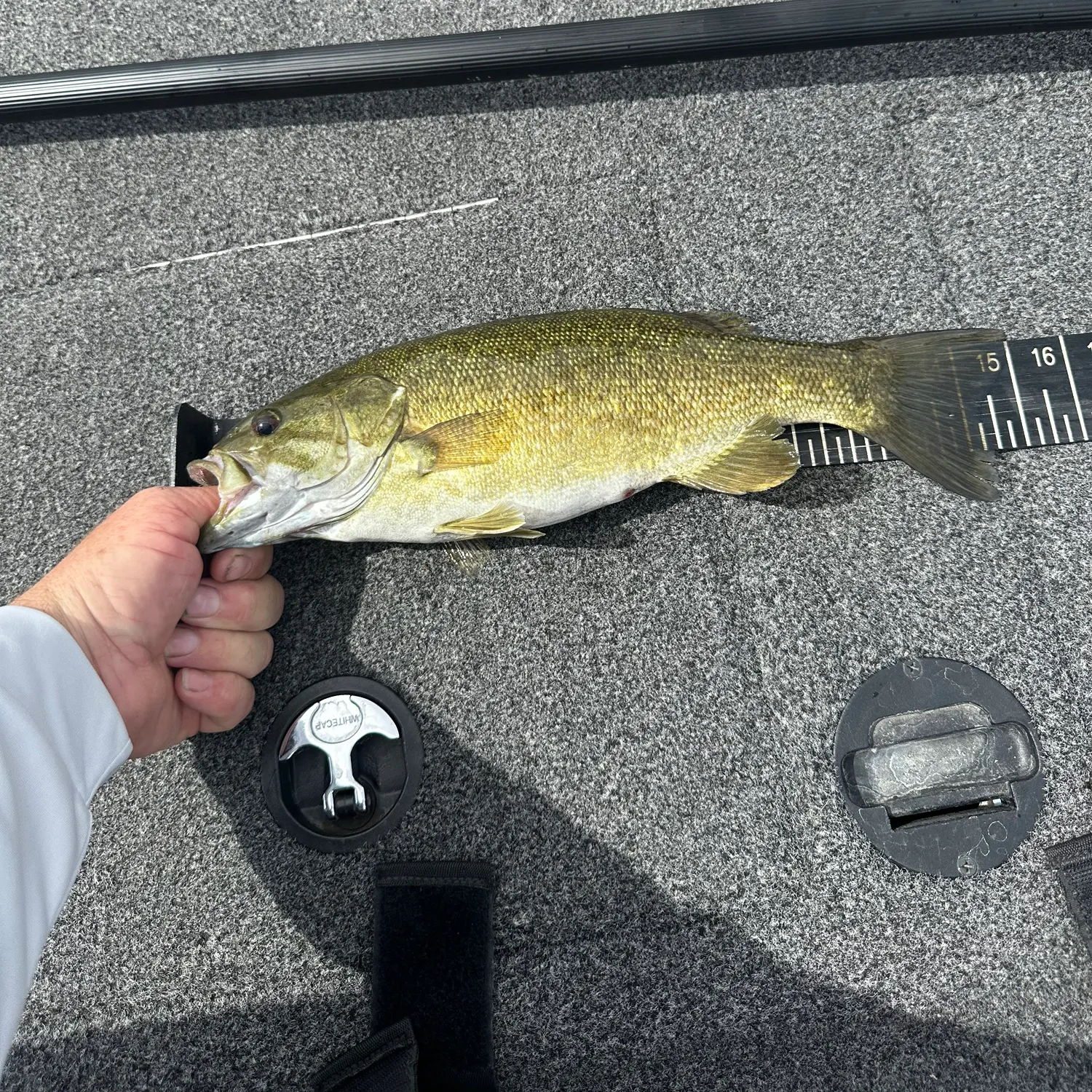 Smallmouth bass caught on Fishbrain