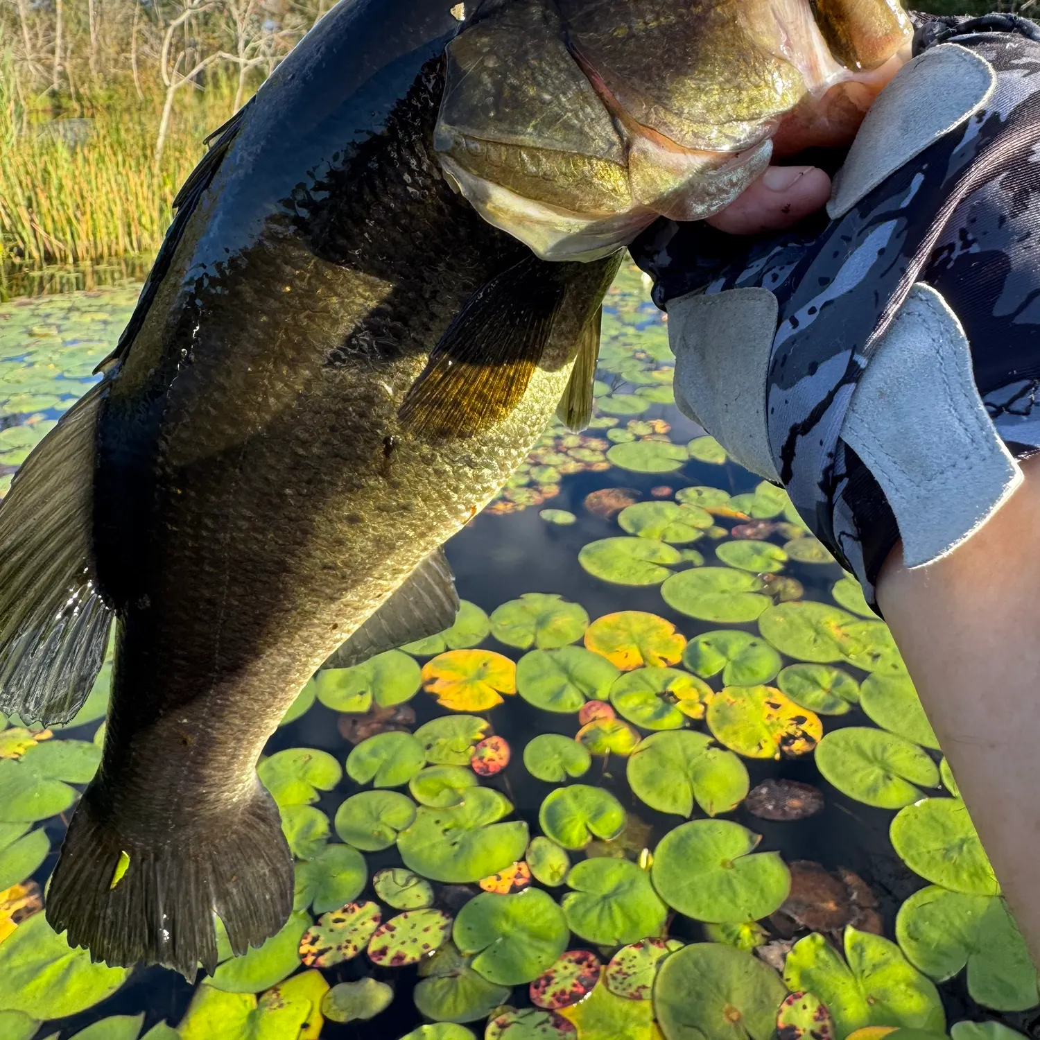 Largemouth bass caught on Fishbrain