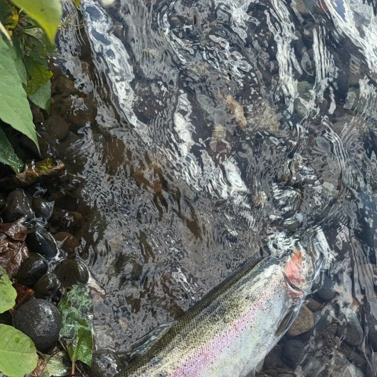 Steelhead caught on Fishbrain