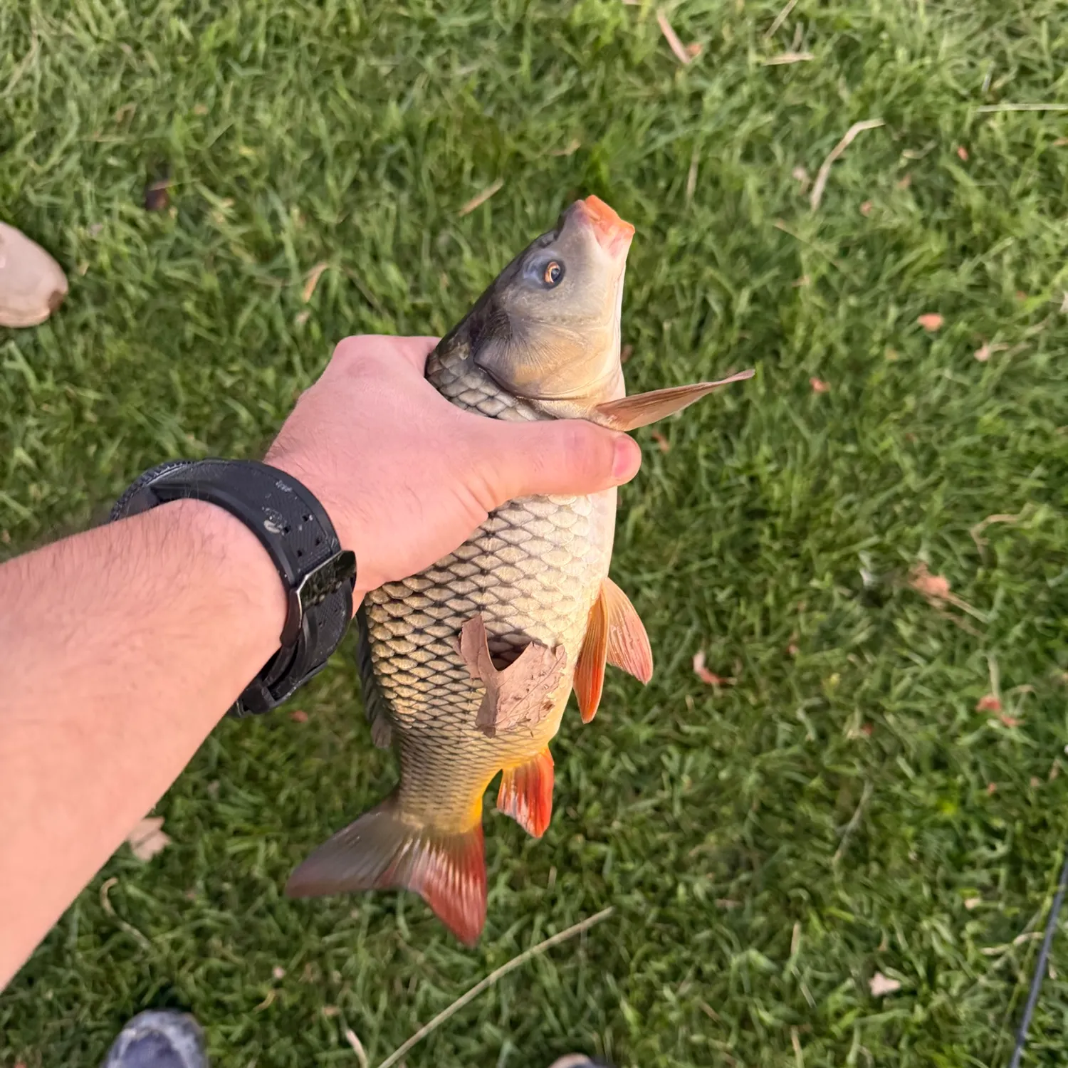 Common carp caught on Fishbrain