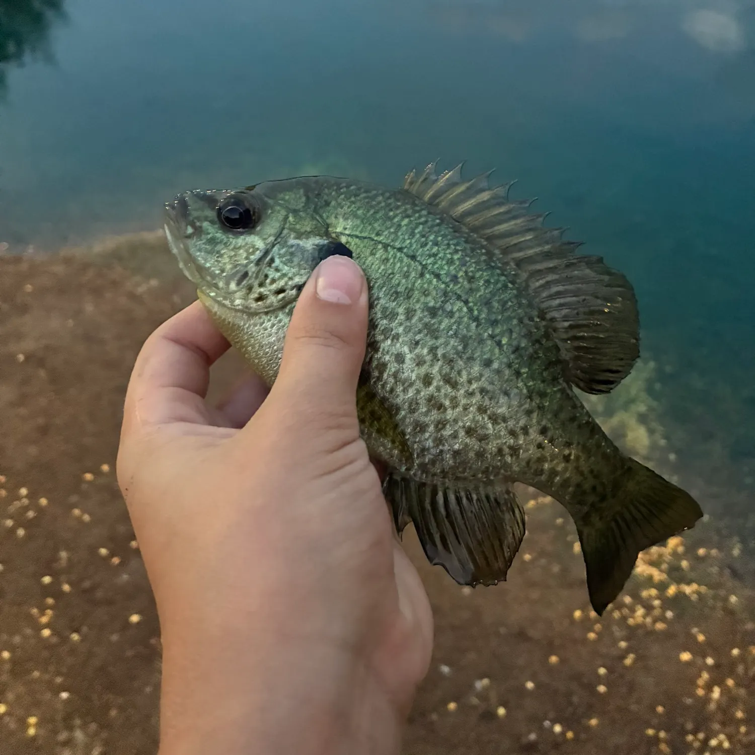 Bluegill caught on Fishbrain