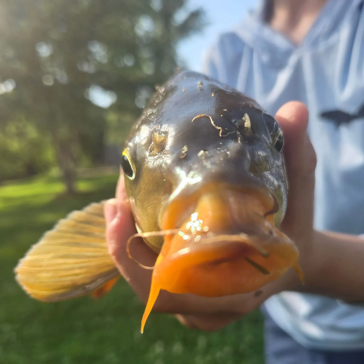 Common carp caught on Fishbrain