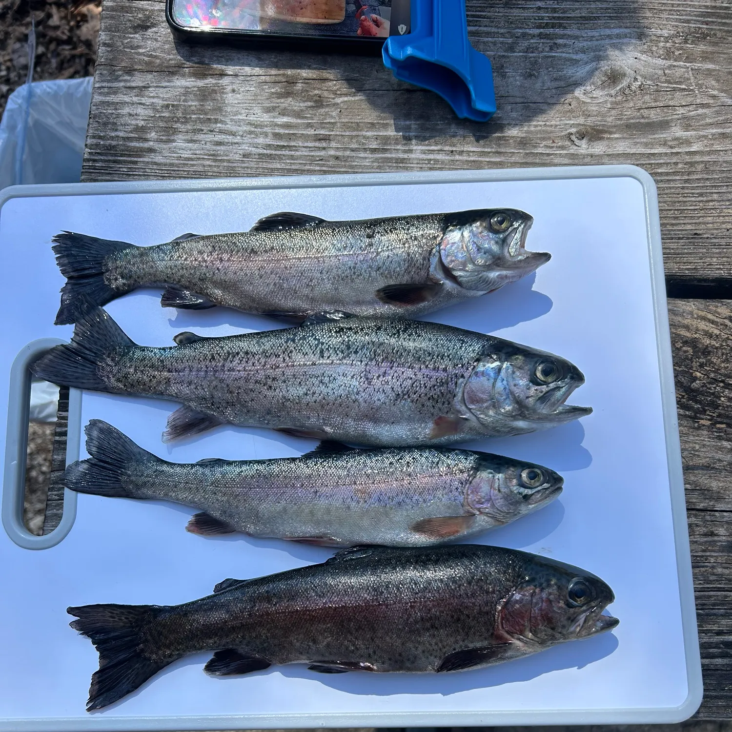 recently logged catches