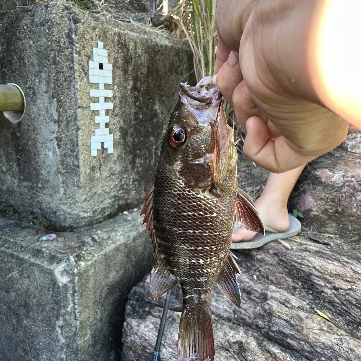 Mangrove snapper caught on Fishbrain