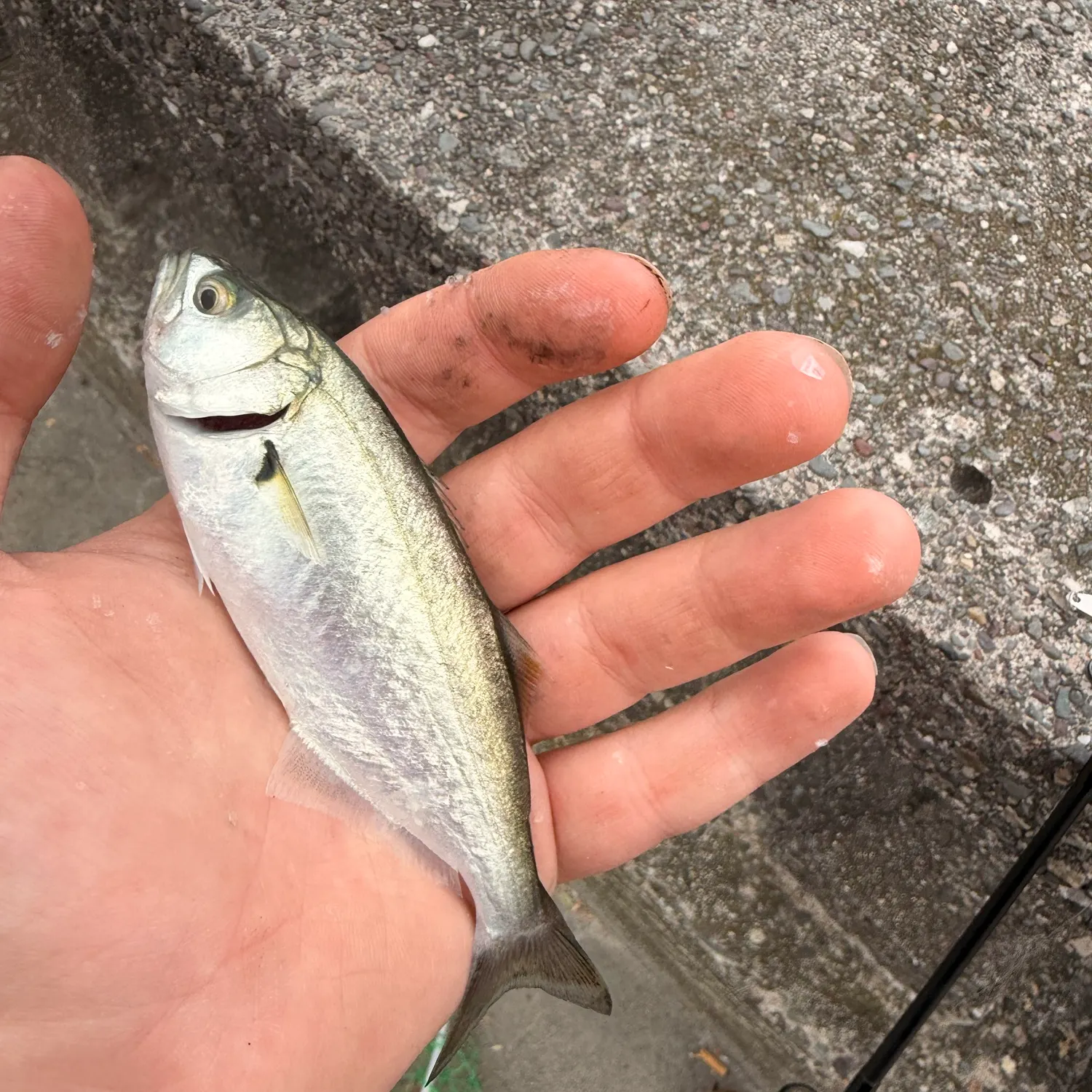 Bluefish caught on Fishbrain