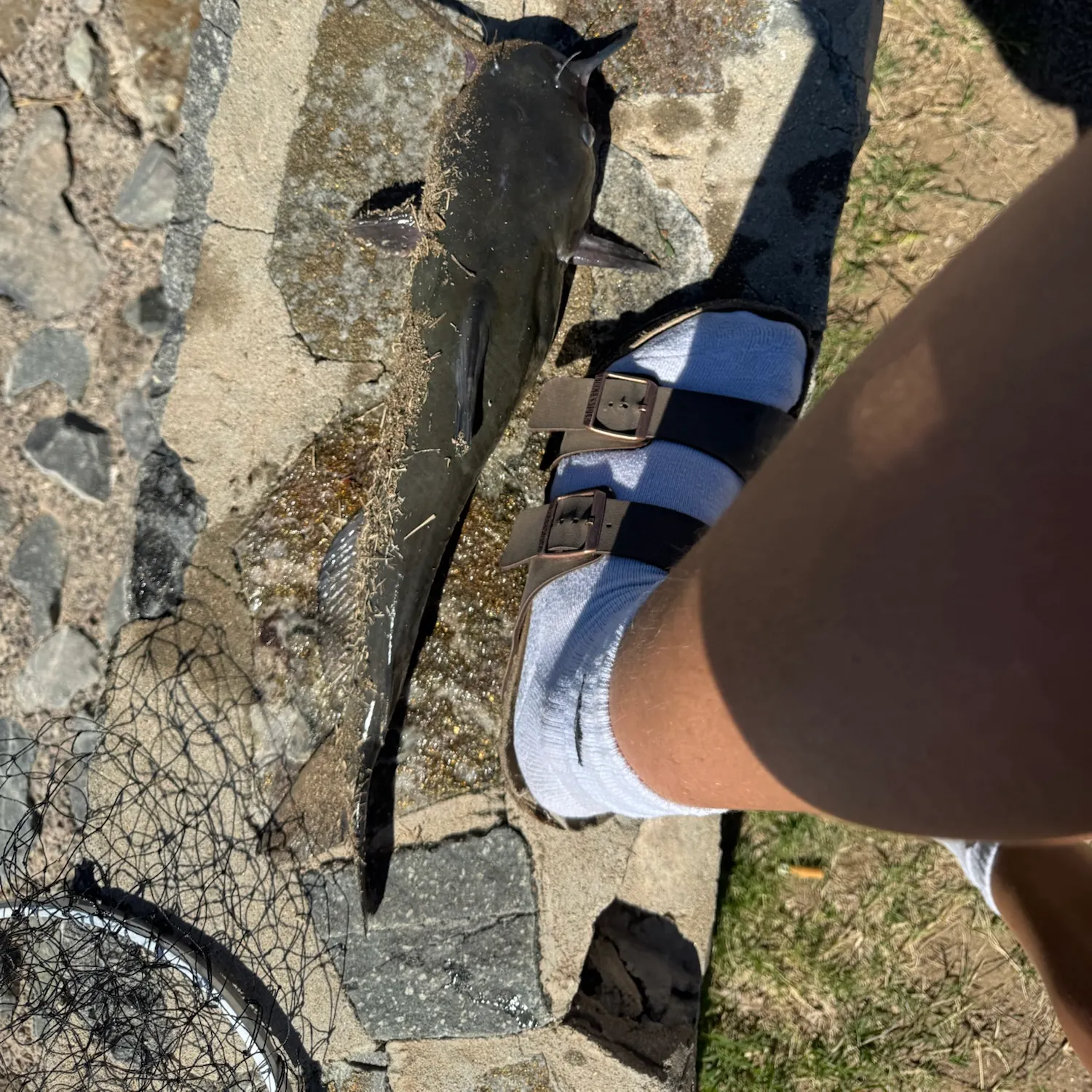 Channel catfish caught on Fishbrain
