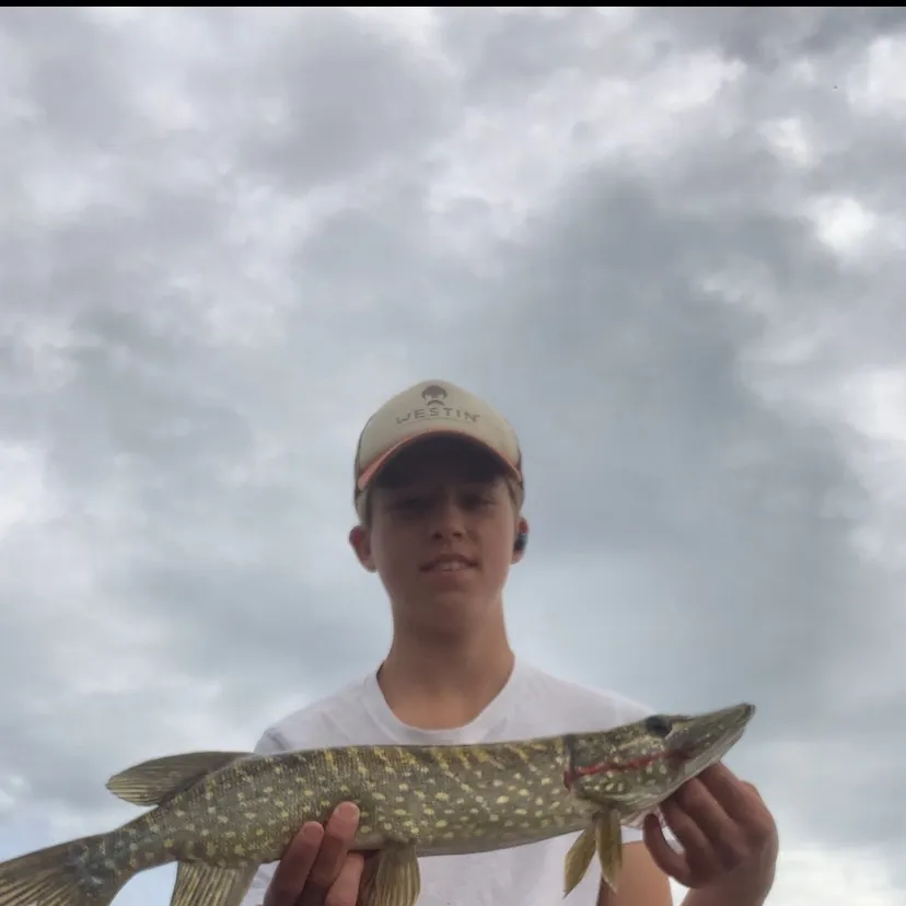 Northern pike caught on Fishbrain