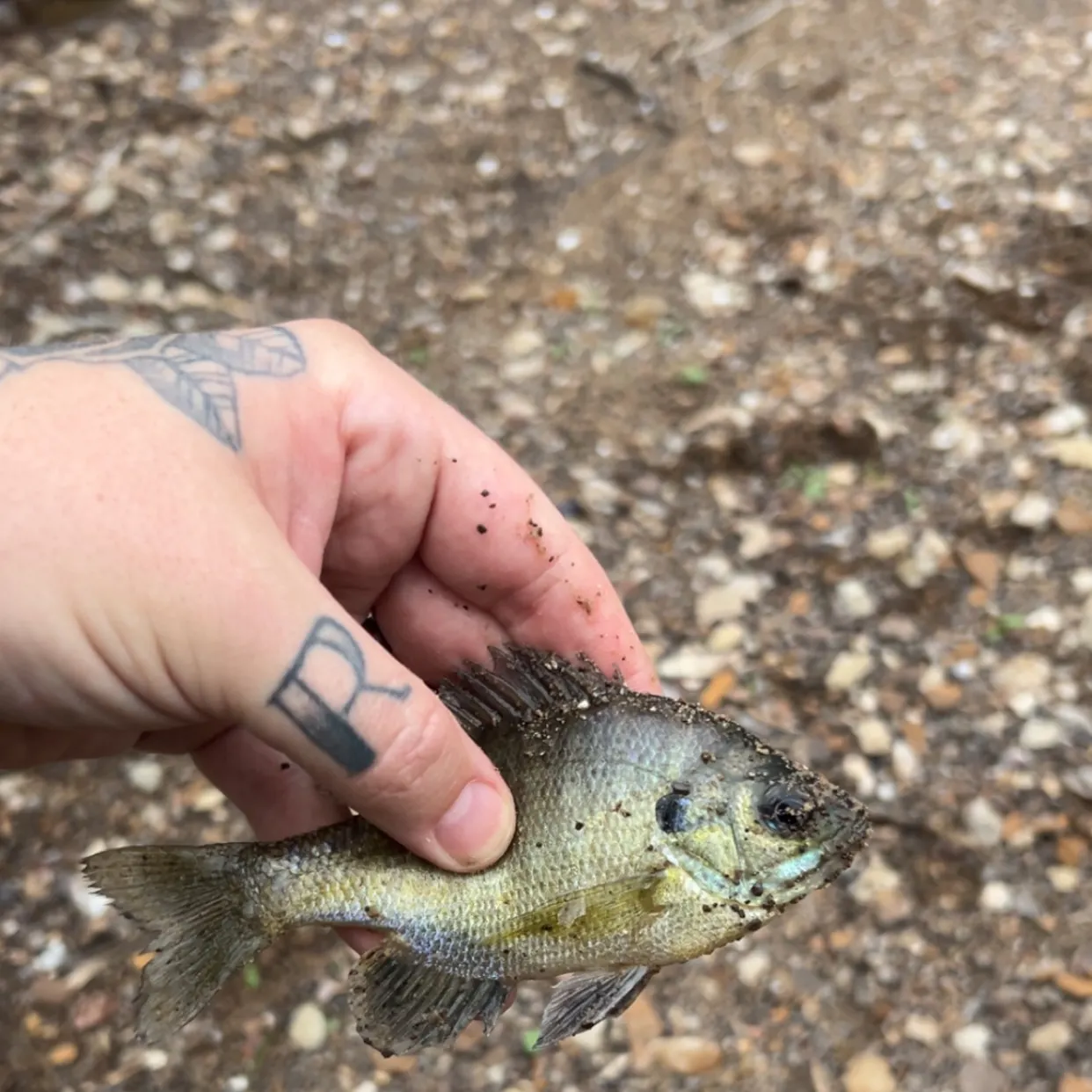 The most recent Coppernose bluegill catches on Fishbrain