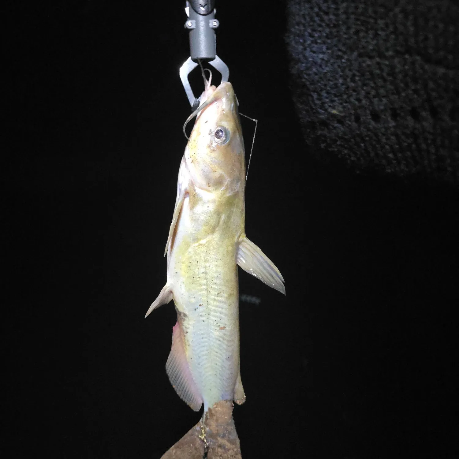 Channel catfish caught on Fishbrain