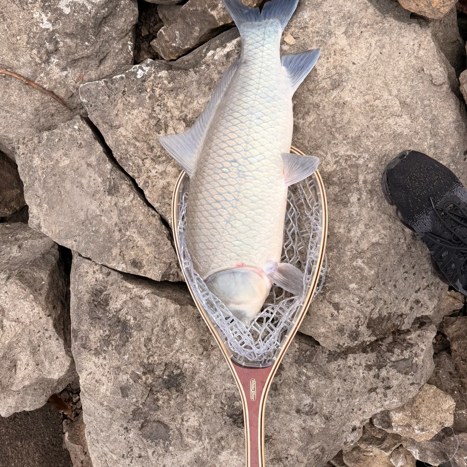 Common carp caught on Fishbrain