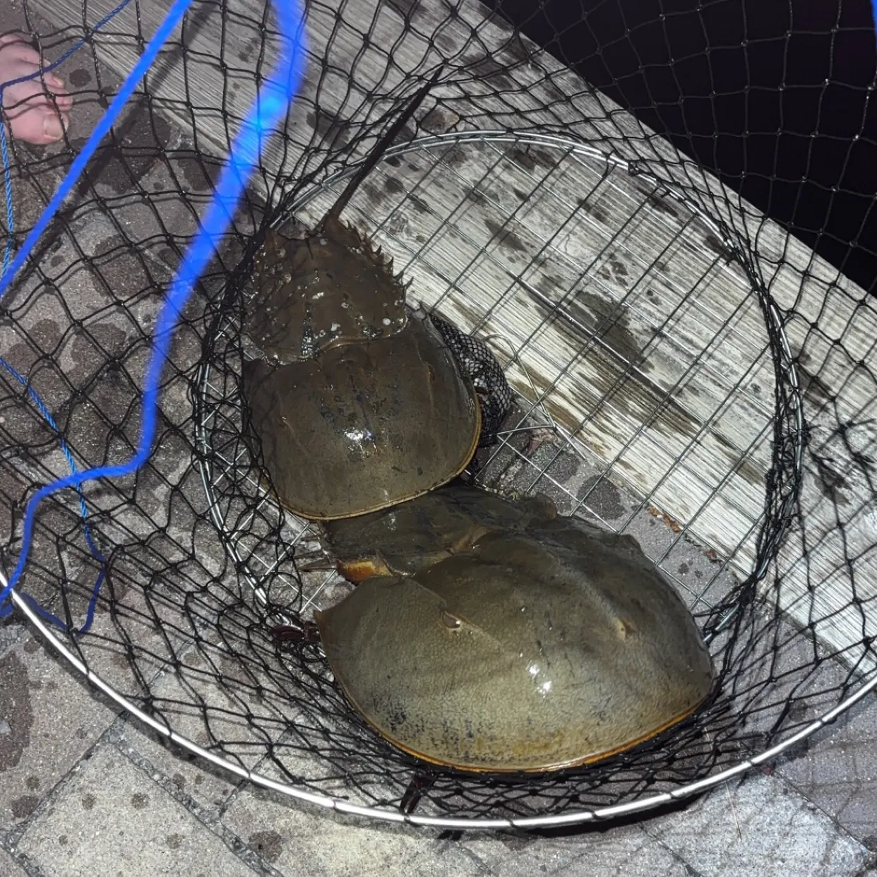 The most recent Atlantic horseshoe crab catches on Fishbrain