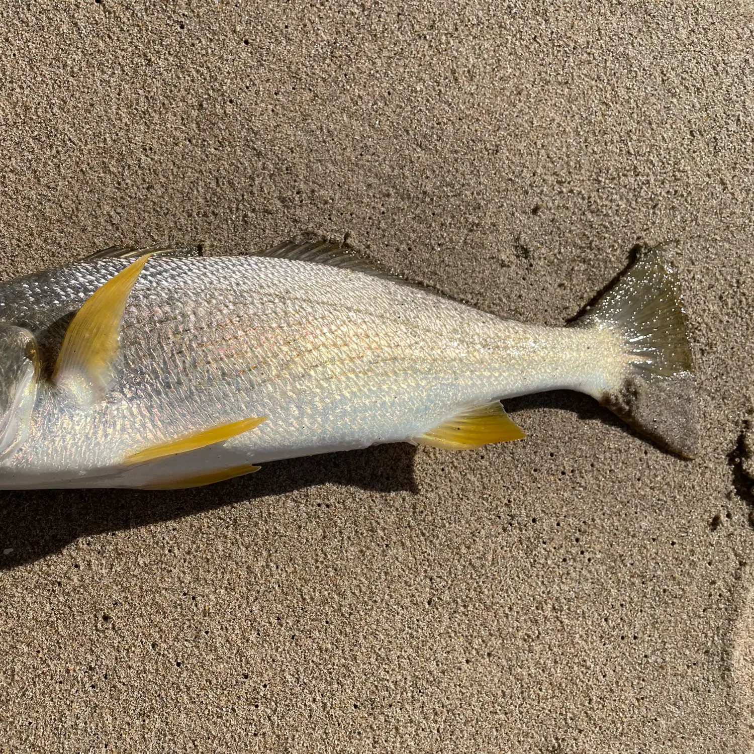 The most recent California corbina catches on Fishbrain